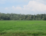 AI 22 - Property With A Beautiful Paddy View